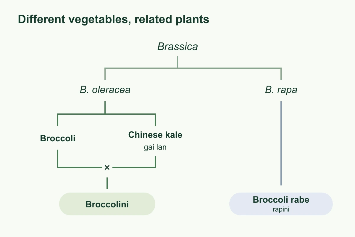 broccolini-broccoli-rabe-taxonomy broccolini-broccoli-rabe-taxonomy