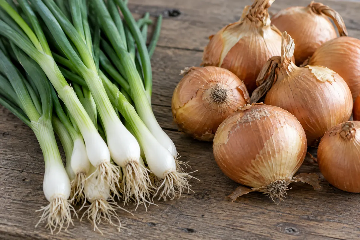 Fresh spring onions with green tops beside dry storage onions
