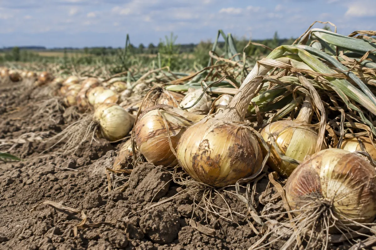 Mature yellow onions being lifted from a temperate field