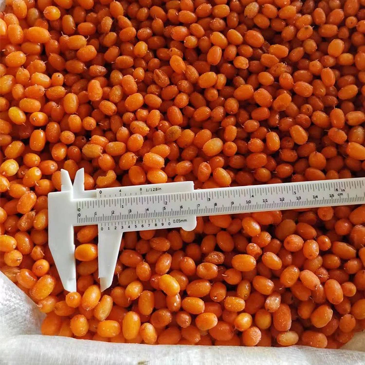 frozen sea buckthorn size